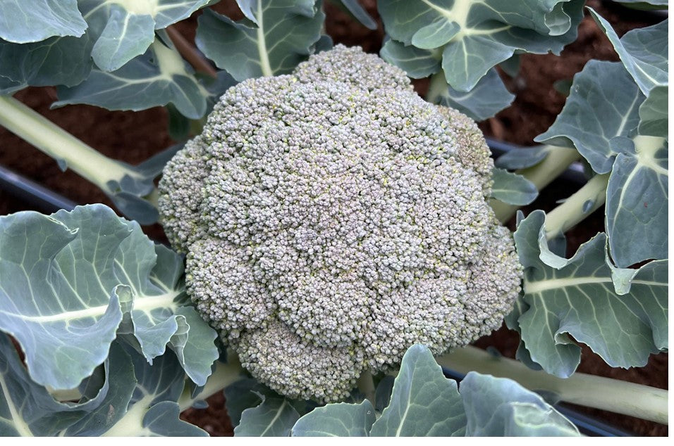 Broccoli