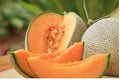 Cantaloupe