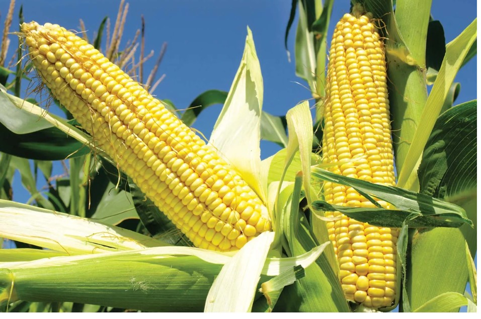 Corn