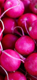 Fresh Radish