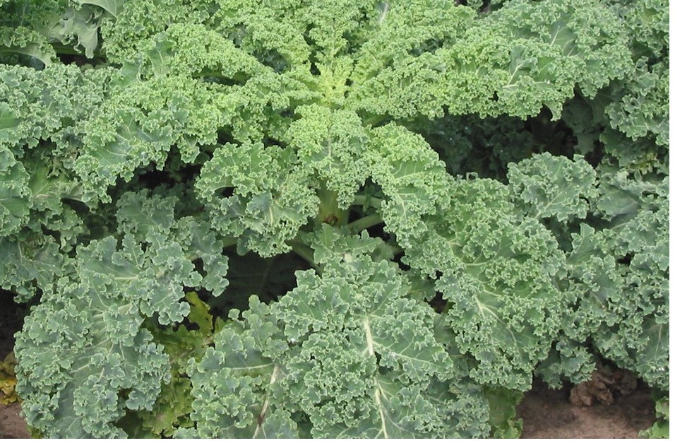 Kale