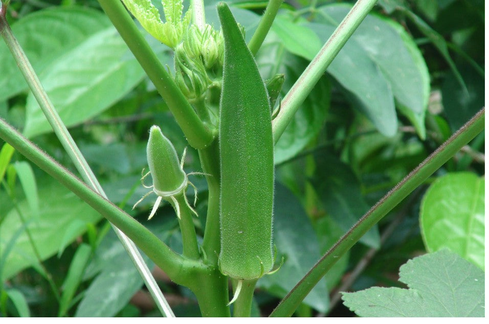 Okra