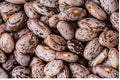 Pinto Beans