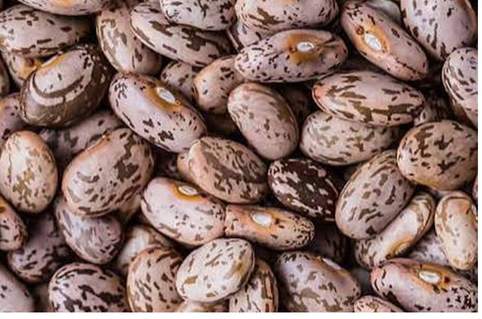 Pinto Beans