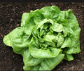 Buttercrunch Lettuce