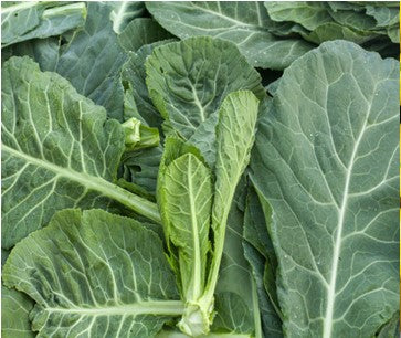 Collard Greens
