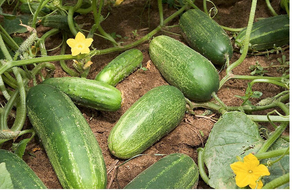 Cucumber