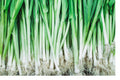 Spring Onion