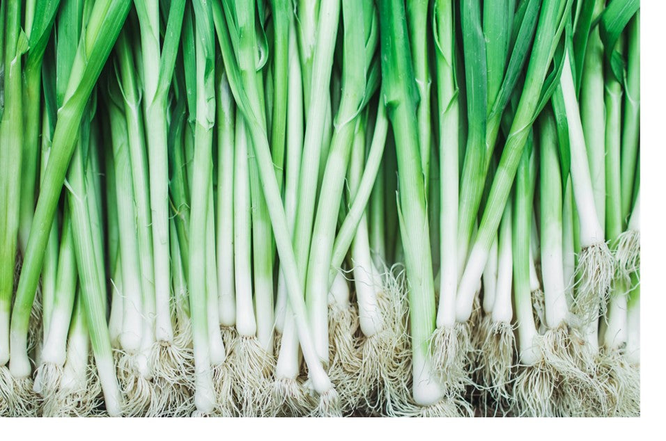 Spring Onion