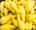 Yellow Squash