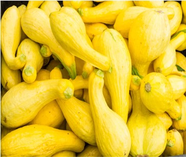 Yellow Squash